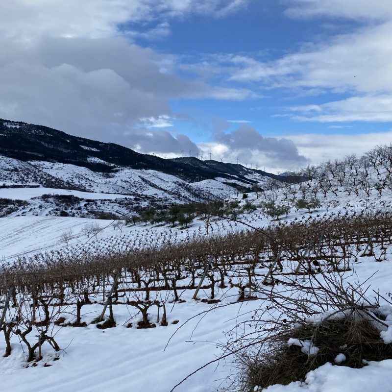 Viñedos de Espronceda en invierno BiziCodés